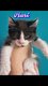 Chatons Maine coon