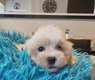 Bichons maltais  rservs