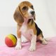 Chiots Beagle belges tricolor