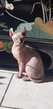 Sphinx - Dwelf, Bambino a rserv