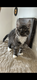 1 Chatons Maine Coon mle