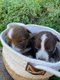 Chiots Border Collie  rserver
