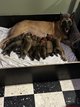 Magnifique porte de 10 chiots
