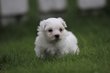Bichon Maltais, chiots , elevage Belge
