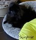 Magnifique chiot Spitz pom (nain) lev en famille