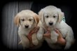 Chiots Golden Retriever