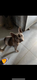 Femelle bouledogues franais bleue