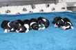 Chiots Border collie avec pdigre et testes...
