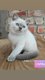 British shorthair lilac point