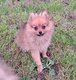 Chiots spitz