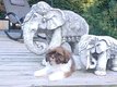 Superbes chiots shitzu
