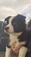 Belle porte de border collie