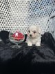 Magnifiques bbs bichons