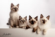 Cinq chatons Sacrés de Birmanie disponibles