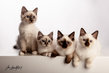 Cinq chatons Sacrs de Birmanie disponibles