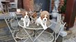 Superbes chiots Beagles tricolore