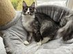 Chatons Maine Coon Prts  partir