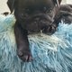 Superbe chiot carlin