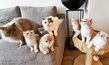 4 chatons scottish straight / highland fold avec...