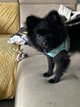 Spitz moyen
