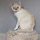 Jeune Adulte devon rex
