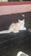 2 Magnifiques Chatons Maine Coon disponibles.