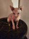 Manifique  chaton sphynx disp