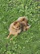 Spitz