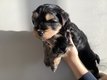 Chiot bichon havanais (elevage familial)