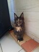 Femelles maine coon