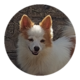 Trs beau spitz