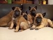 Superbes chiots malinois
