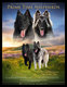 Chiots Groenendael et Tervueren  pdigre...