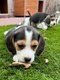 Chiots Beagle (encore males et femelles)