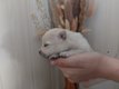 Merveilleux spitz