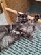 Chatons maine coon