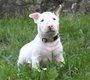 Chiots bull terrier miniature