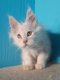 Chatons maine coon