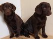 Chiots Labrador Chocolat 8 semaines