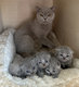Chatons British Shorthair