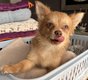 Splendide mini femelle Pomsky aux yeux bleus