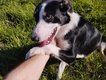 (chiot/adulte) Border collie x Berger australien...