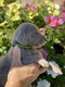Superbe chiots braque de Weimar