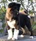Chiots Akita Amricain