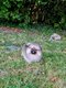 Chiots spitz nain mles