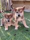 Chiots Shiba Inu (parents prsents)
