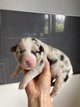 Chiots bergers australiens