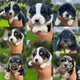 Magnifiques chiots berger australien