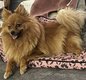 Spitz Allemand Femelle