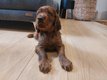 Chiots setters irlandais